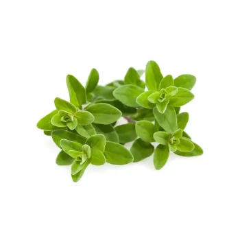 Maghiran (Marjoram) pentru Click & Grow - Smart Garden Click and Grow - 1