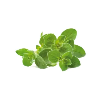 Oregano pentru Click & Grow - Smart Garden Click and Grow - 1